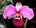 orchids, cantuta, quina, ichu